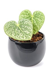 Two heart-shaped leaves in a black pot