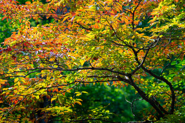 Dogwood tree leaves turning red at the very beginning of autumn in Cades Cove, Great Smoky Mountains, Tennessee