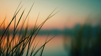 Serene Sunset Over Water Reflected in Tall Grass Blades