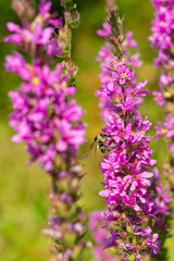 Wild purple flowers blooming in nature