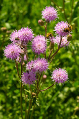 Pink wildflowers in meadow close-up
