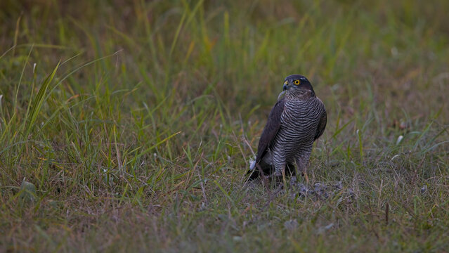 Wildlebender Habicht &ndash; Raubvogel am Boden in der Abendstimmung, Naturfotografie mit Fokus auf Greifv&ouml;gel Europas