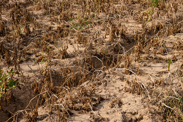 Dry grass and dead plants on soil