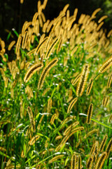 Golden grass spikes in sunlight