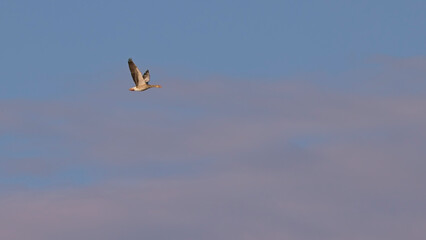 Graugans (Anser anser) im Flug – Wildgans am Himmel über dem Seewinkel