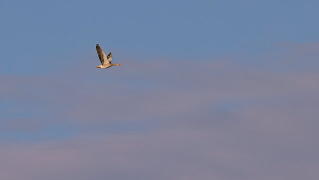 Graugans (Anser anser) im Flug &ndash; Wildgans am Himmel &uuml;ber dem Seewinkel