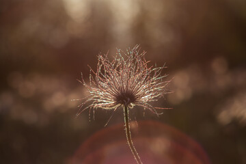 Pasqueflower - Pulsatilla grandis in bloom on a spring meadow at sunset. Beautiful bokeh