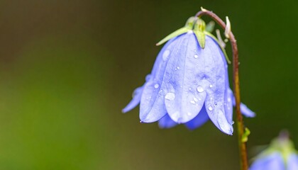 Beautiful Purple Flower Close-up.