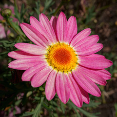 close up of pink daisy