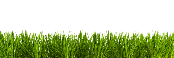 Greenery nature grass meadow landscaping cut out transparent backgrounds 3d rendering png file