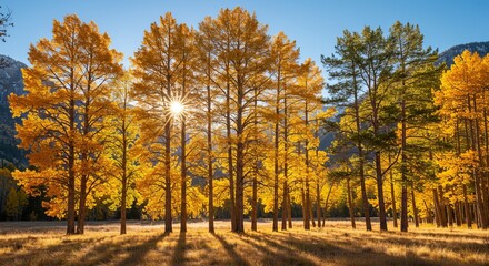 Fototapeta premium Autumn Trees Shining Under the Sun in a Mountain Valley with Snow Peaks and Clear Blue Sky