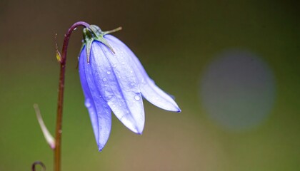 Beautiful Purple Flower Closeup.