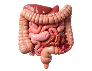 Full Anatomical Diagram of Human Digestive System, Front View PNG