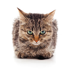 Fototapeta premium Tabby cat lying isolated on white background.