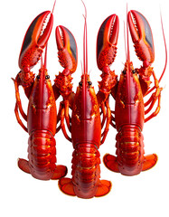 Three whole, vibrant red lobsters, facing up, against a black background