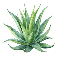 Lush green aloe vera plant watercolor illustration isolated on a transparent background succulent