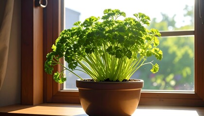 Parsley plant on windowsill