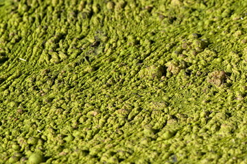 Obraz premium Green Algae (Chlorophyta) covering swamp water surface