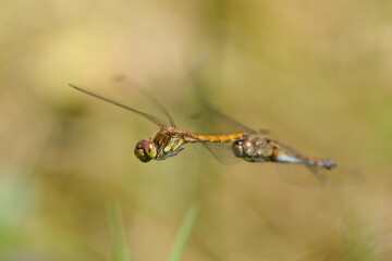 Common Darter (Sympetrum striolatum) mating pair in flight