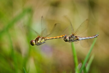 Common Darter (Sympetrum striolatum) mating pair in flight
