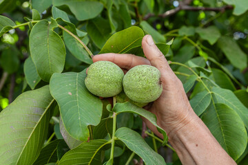 Fototapeta premium A hand holds green walnuts. The nuts are hanging on a tree branch.