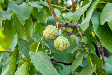 Obraz premium green walnuts. The nuts are hanging on a tree branch.