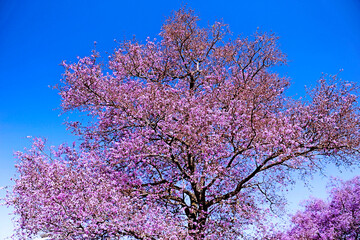 Lagerstroemia indica, the crepe myrtle or crepeflower,  is a flowering plant in the genus Lagerstroemia, family Lythraceae. It is a deciduous tree with a wide spreading, in blossom. Brasilia, 2023