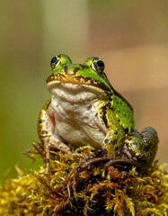 Obraz premium Close-up of a frog on moss