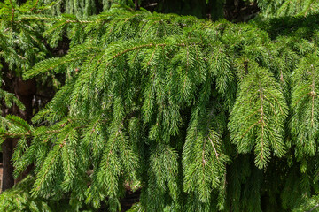 Close-up of wild Balsam spruce branches