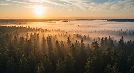 Obraz premium Golden Sunrise over Misty Forest Beautiful Nature Landscape Scenery