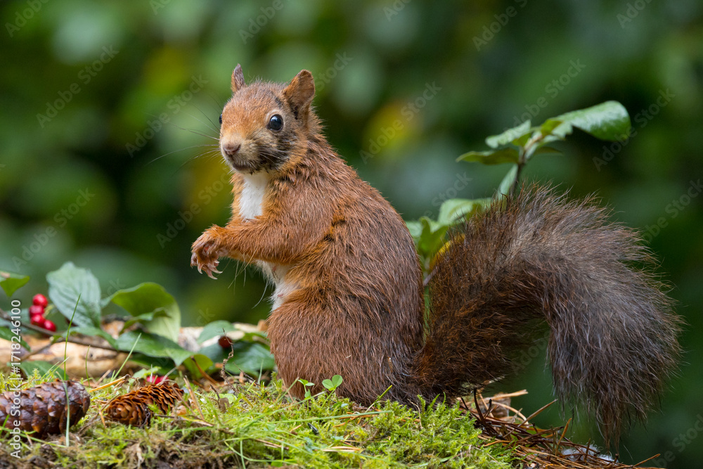 Canvas Prints red squirrel in a forest setting with a green background.