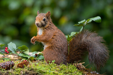 Red squirrel in a forest setting with a green background.
