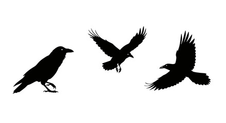 Silhouettes of three crows flying and perched in flight dynamic avian wildlife scene