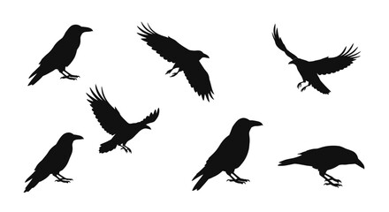 Obraz premium Collection of silhouetted crows and ravens in various dynamic poses for graphic design elements