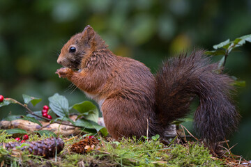 Red squirrel in a forest setting with a green background.