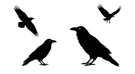 Silhouette collection of crows in flight and perched diverse poses for graphic design