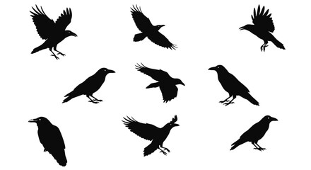 Fototapeta premium Dynamic silhouette collection of ravens in flight and perched various poses for design