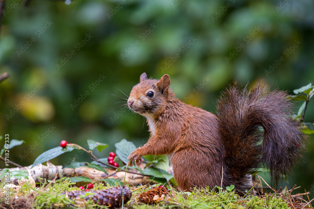 Canvas Prints red squirrel in a forest setting with a green background.
