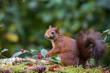 Red squirrel in a forest setting with a green background.