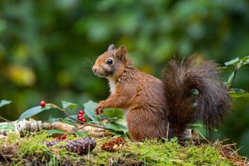 Red squirrel in a forest setting with a green background.