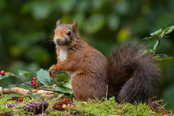 Red squirrel in a forest setting with a green background.