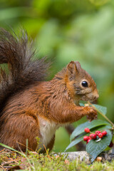 Obraz premium Red squirrel in a forest setting with a green background.