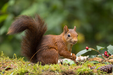 Red squirrel in a forest setting with a green background.