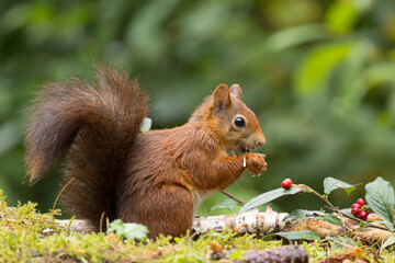 Red squirrel in a forest setting with a green background.