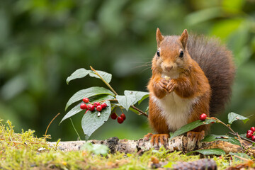 Red squirrel in a forest setting with a green background.