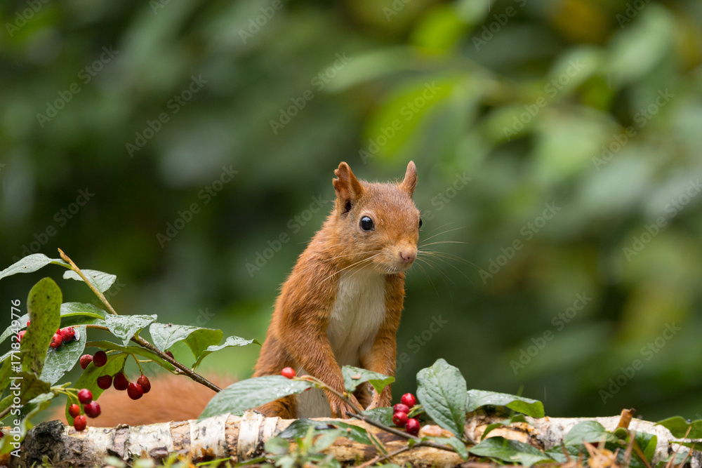 Canvas Prints red squirrel in a forest setting with a green background.