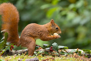 Red squirrel in a forest setting with a green background.