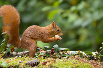Red squirrel in a forest setting with a green background.
