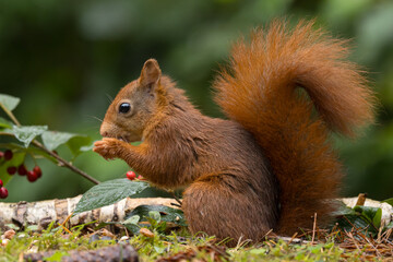 Red squirrel in a forest setting with a green background.