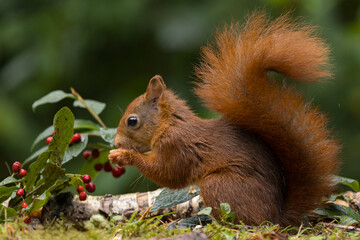 Red squirrel in a forest setting with a green background.